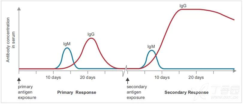 病毒感染之后抗體出現(xiàn)趨勢