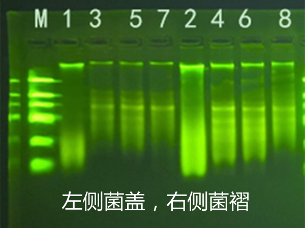 真菌DNA/RNA提取時樣本的預處理方法總結